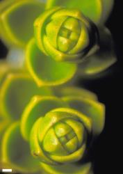 Veronica pauciramosa. Apical view of leaf buds, showing that they are closely surrounded by several imbricate leaf pairs. Scale = 1 mm.
 Image: W.M. Malcolm © Te Papa CC-BY-NC 3.0 NZ